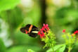 Velleron : la ferme aux papillons, papillon 15